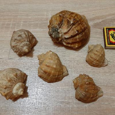 Ракушки