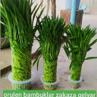 Orulen bambuk