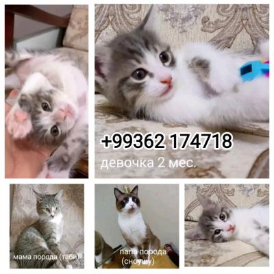 Отдам котенка