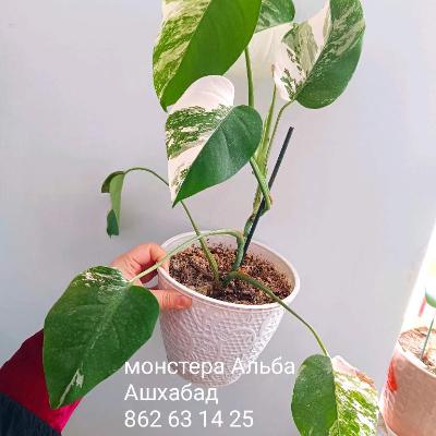 Растения
