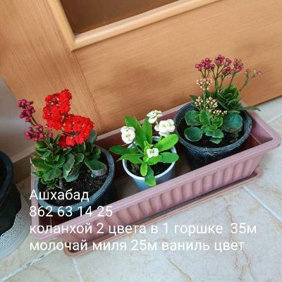 Комнатные растения