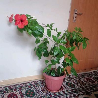 Гибискус (китайская роза)