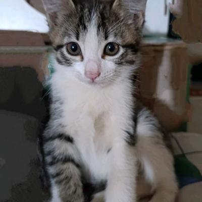 Котёнок