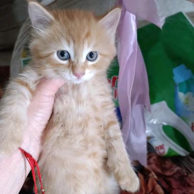 Рыжик котик