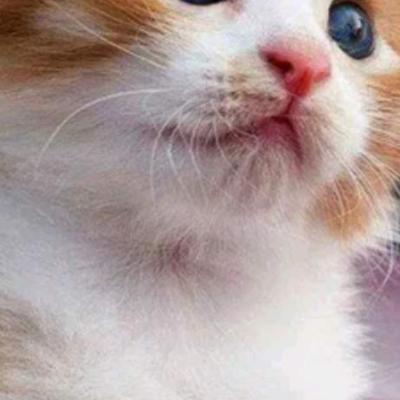 Котенок