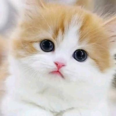 Ангелочек котенок