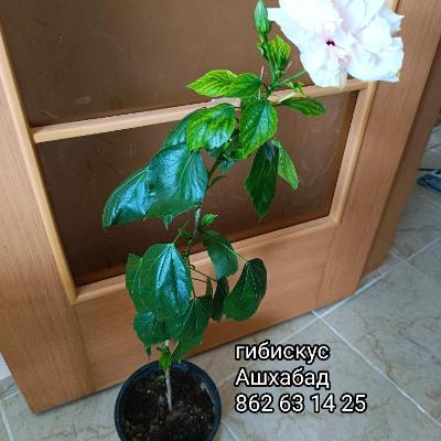 Гибискус