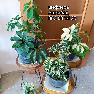Растения