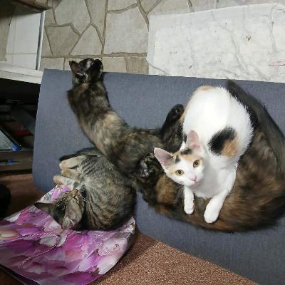 Котята в добрые руки