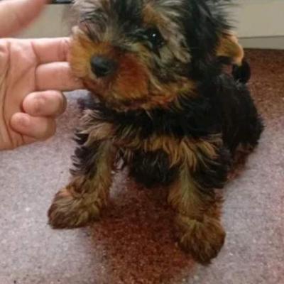 Йоркширский терьер,4 месяца