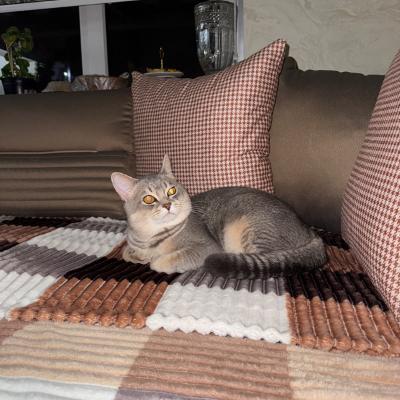 Кот на вязку