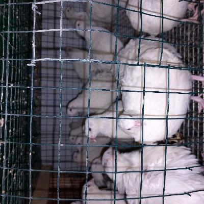 Bedene Перепела