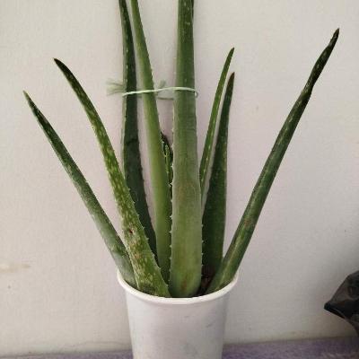 Алое лечебное