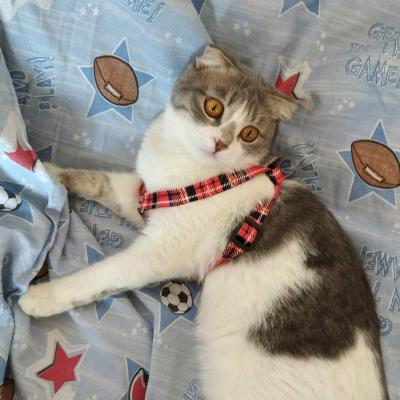 ВИСЛОУШКА кошка pişik