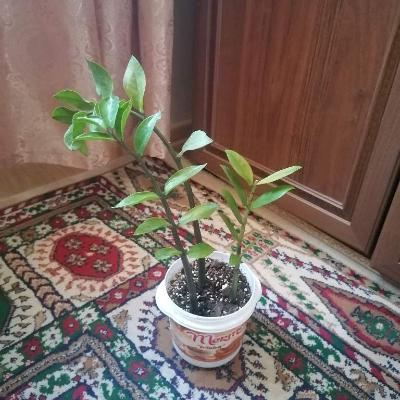 Замиокулькас