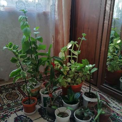 Домашние растения