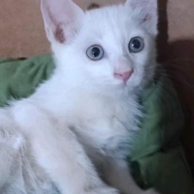 Срочно кошечка