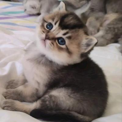 Шотландские-Шиншиллы