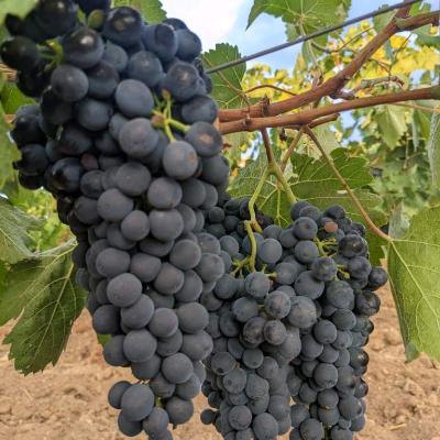 🍷Настоящее🍷Живое🍷Твое🍷