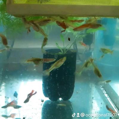 рыбки гуппи