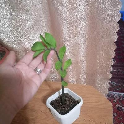 Замиокулькас