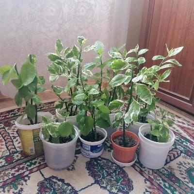 Педилантус (березка)