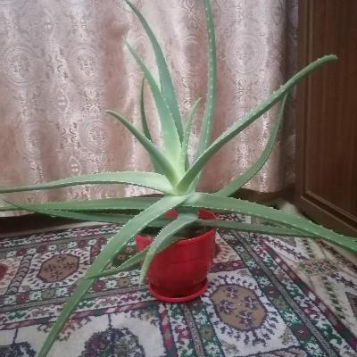 Многолетнее алоэ