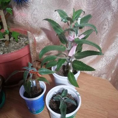 Коланхоэ лечебный