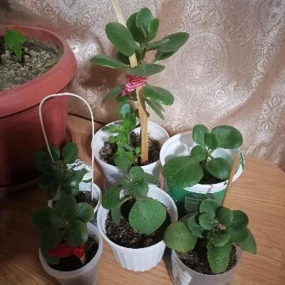 Коланхоэ цветущий