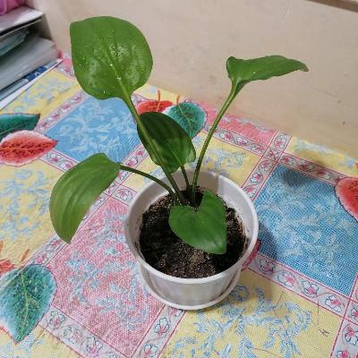 Дримиопсис