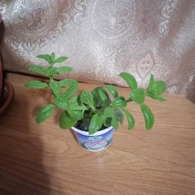 Аптения цветущая