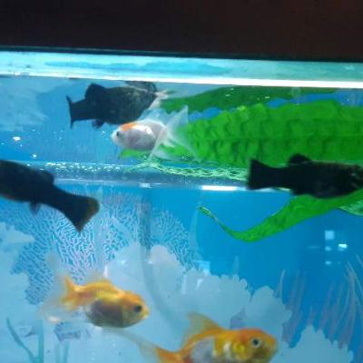 молли по 20 манат