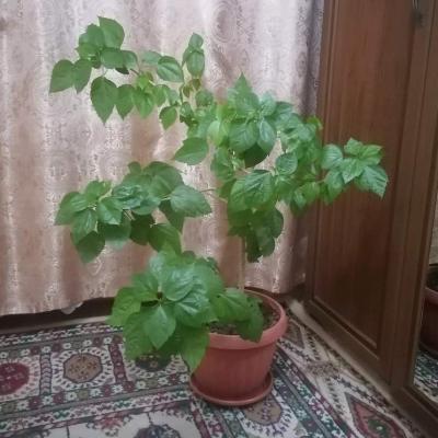 Гибискус (китайская роза)