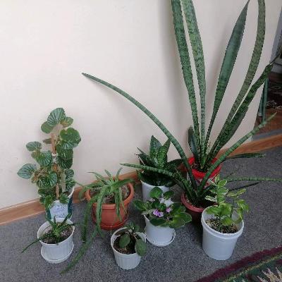 Домашние растения