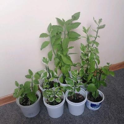 Педилантус (березка)