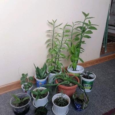 Комнатные растения/цветы