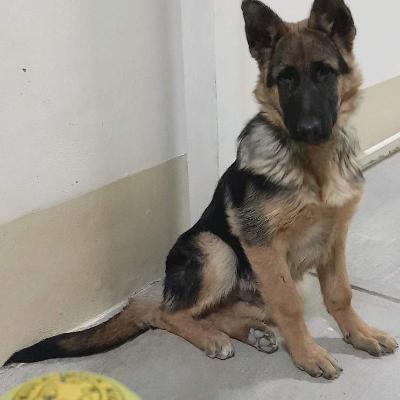 Овчарка немецкая