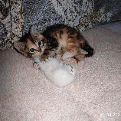 Котёнок
