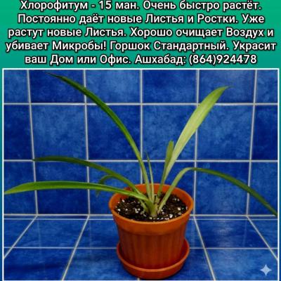 Продаю Комнатные Цветы и Растения