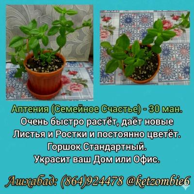 Продаю Комнатные Цветы и Растения