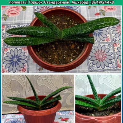 Суккуленты Разные