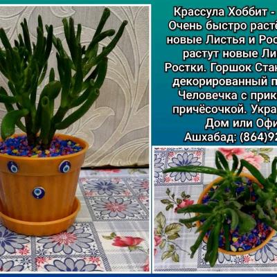 Суккуленты Разные