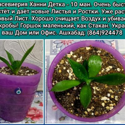 Сансевиерия Ханни