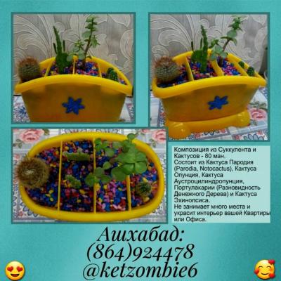 Кактусы и Суккуленты Разные