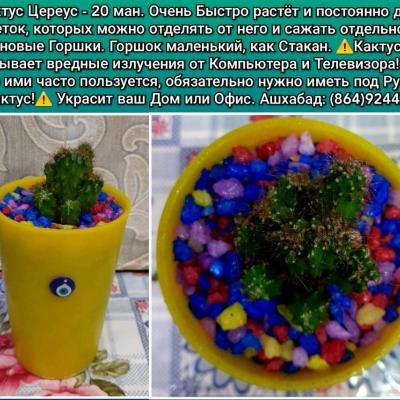 Кактусы Разные