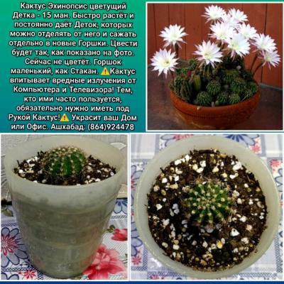 Кактусы и Суккуленты Разные