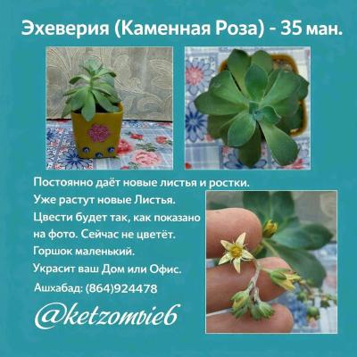 Эхеверии (Каменные Розы) 2 сорта