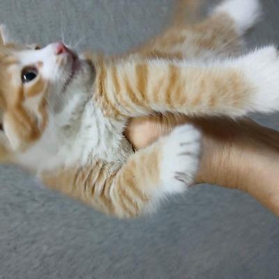 Рыжий котёнок мальчик,1 месяц