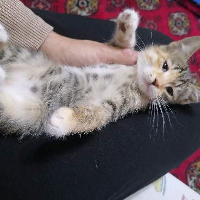 Котёнок девочка