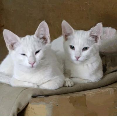 Котики